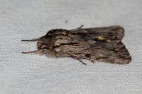 Asteroscopus sphinx