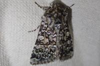 Hadena tephroleuca