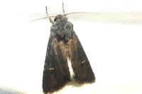 Aporophyla nigra