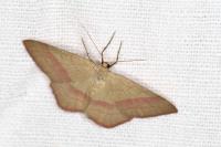 Rhodostrophia vibicaria
