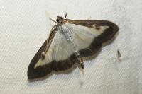 Cydalima perspectalis