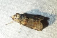 Cymatophorina diluta