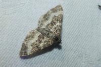 Epirrhoe alternata