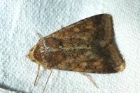 Helicoverpa armigera
