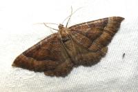 Larentia clavaria