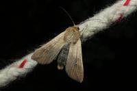 Mythimna unipuncta