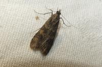 Nomophila noctuella