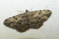 Peribatodes rhomboidaria rhomboidaria
