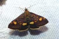 Pyrausta aurata