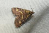 Pyrausta purpuralis