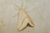 Rhodometra sacraria