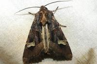 Trigonophora flammea