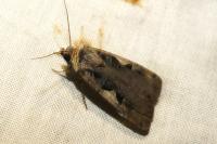 Xestia c-nigrum