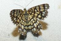 Chiasmia clathrata
