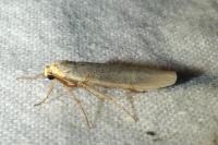 Eilema caniola