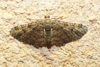 Gymnoscelis rufifasciata