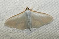 Palpita vitrealis