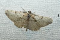 Peribatodes rhomboidaria rhomboidaria