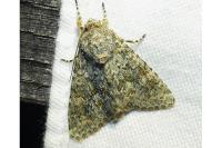 Polymixis flavicincta flavicincta