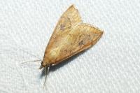 Udea ferrugalis