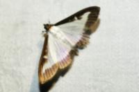 Cydalima perspectalis