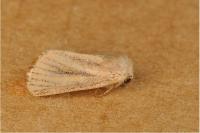 Denticucullus pygmina
