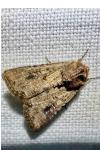 Mythimna languida