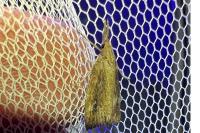 Chilo phragmitellus