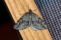 Thera juniperata