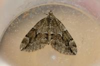 Thera juniperata