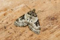 Thera vetustata