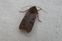 Agrochola lychnidis