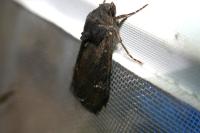 Aporophyla nigra