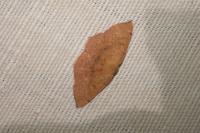Cyclophora puppillaria