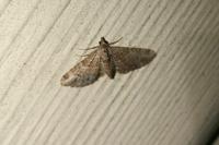 Gymnoscelis rufifasciata