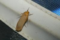 Katha depressa