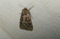 Leucochlaena oditis