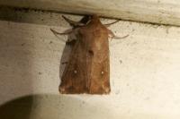 Mythimna albipuncta