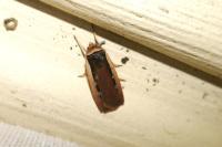 Ochropleura leucogaster