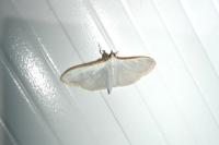 Palpita vitrealis