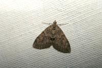 Thera obeliscata