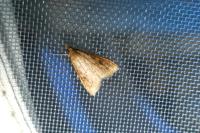 Udea ferrugalis