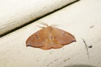 Watsonalla uncinula