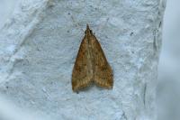 Udea ferrugalis