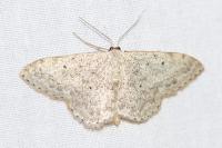 Scopula marginepunctata