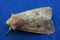 Sunira circellaris
