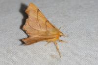 Ennomos erosaria