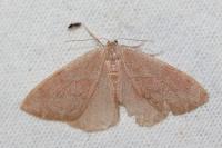 Hylaea fasciaria