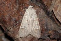 Ammoconia caecimacula