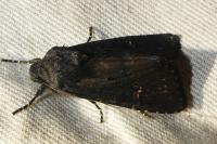 Aporophyla nigra